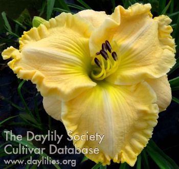 Daylily All is Bright